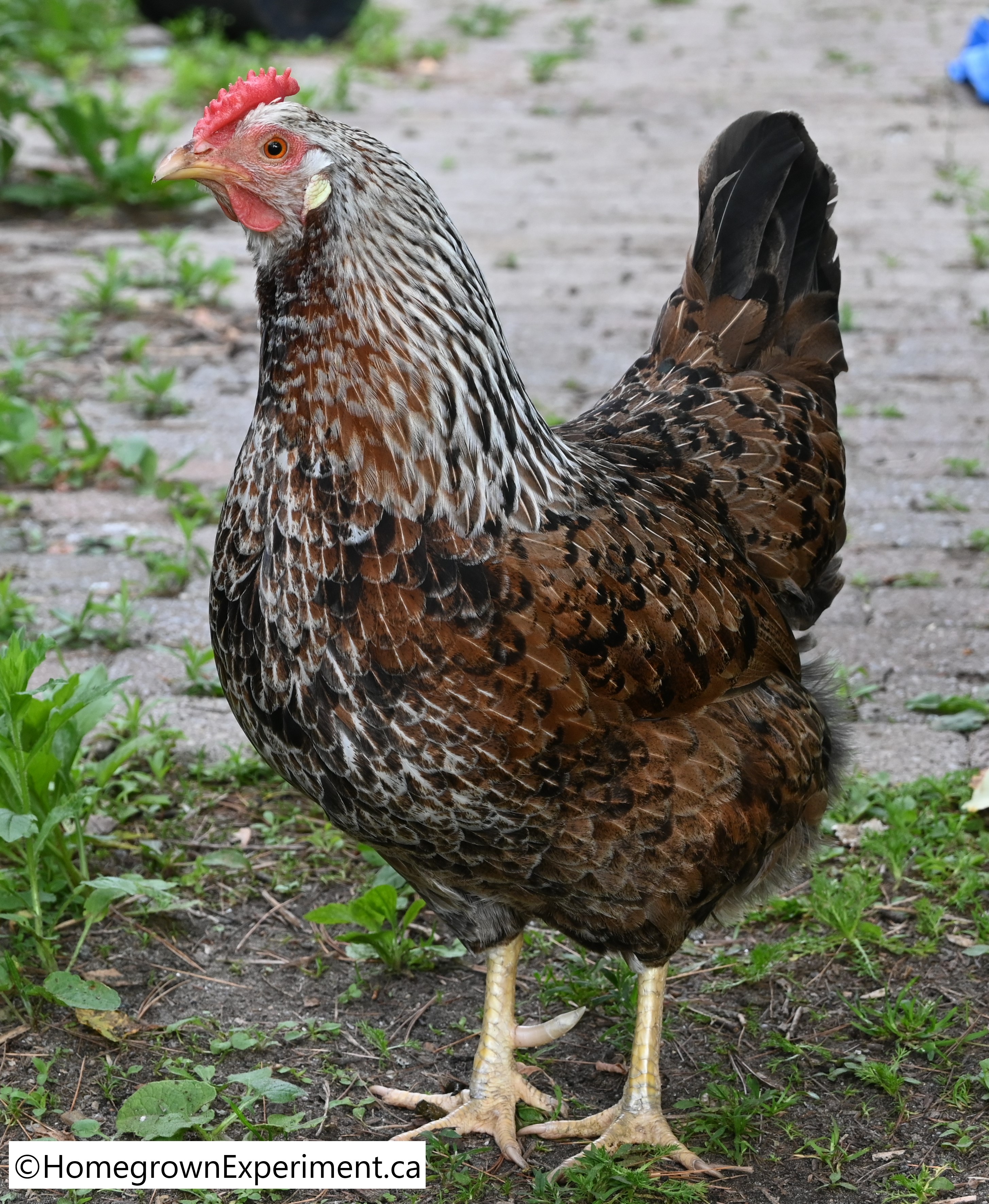 Icelandic Rooster