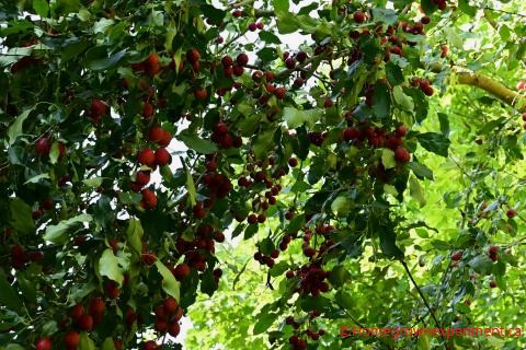 Crabapples Fall Gardening