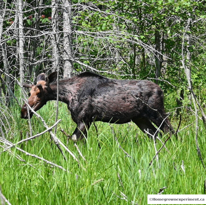 Moose Calf