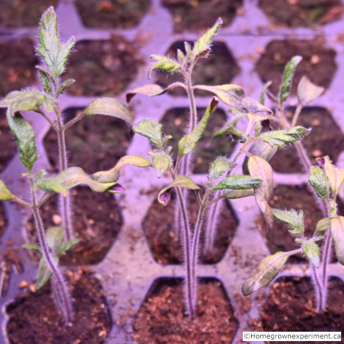 Tomato Seedlings