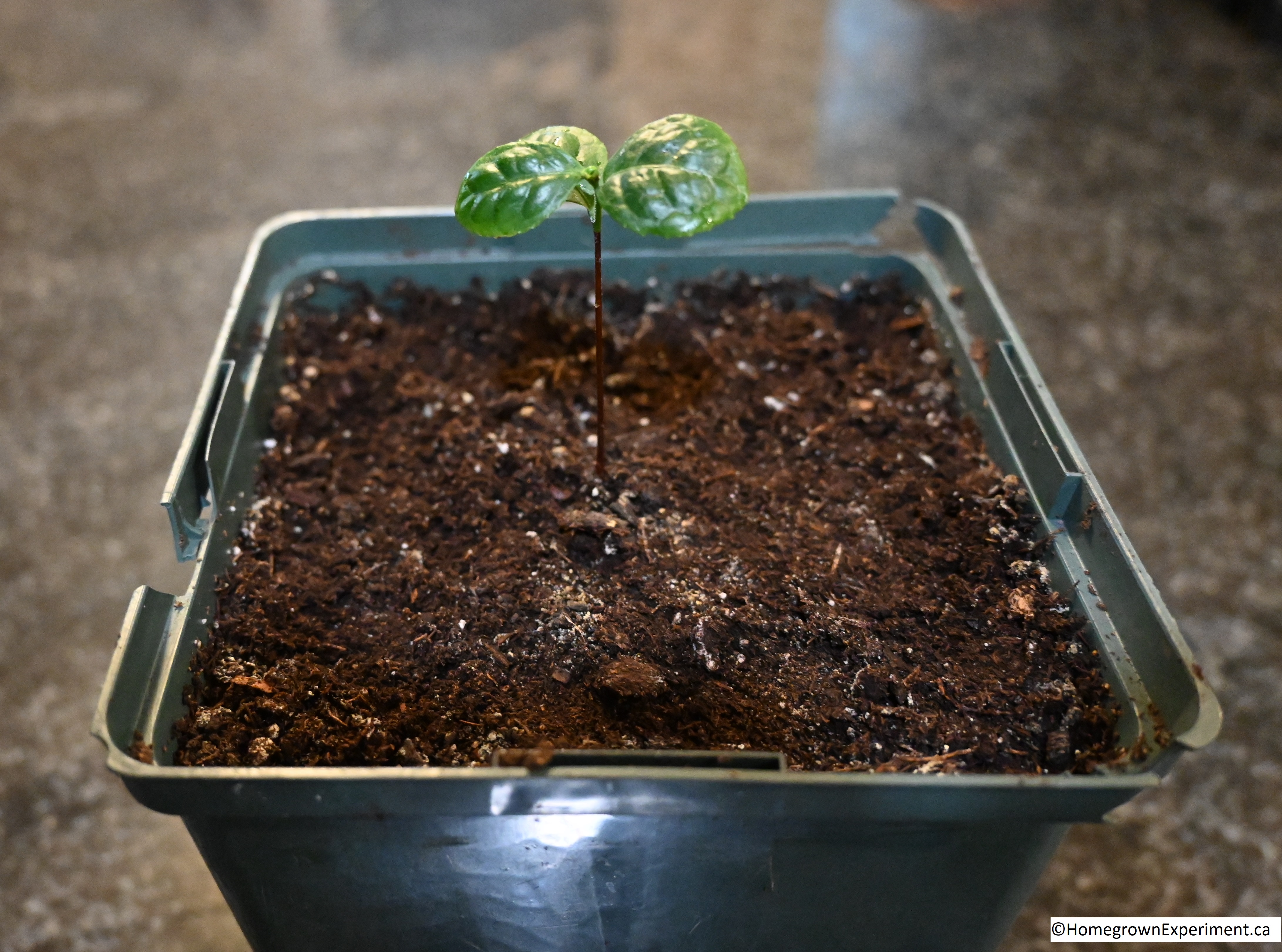 Tea Plant (Camelia Sinensis)